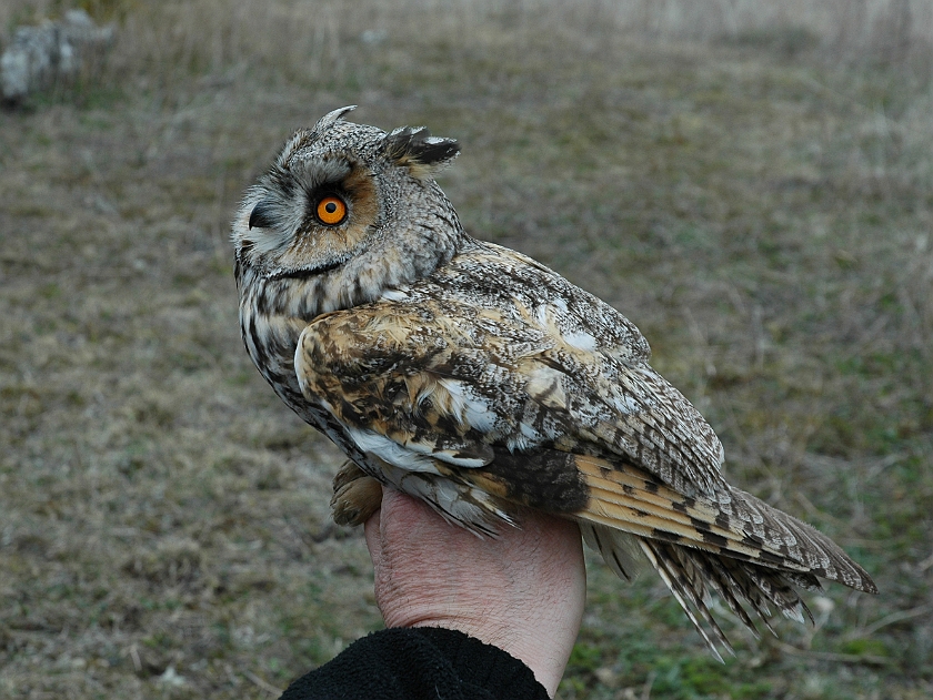 Long-eared Owl, Sundre 20060426